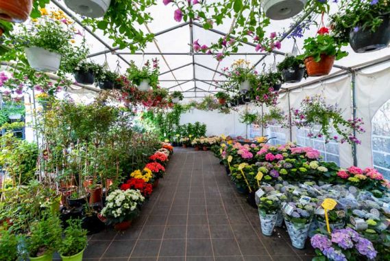 Galerie - Blumen 99 - Gartencenter in Berlin Spandau