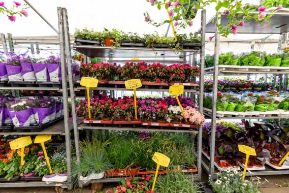 Galerie - Blumen 99 - Gartencenter in Berlin Spandau