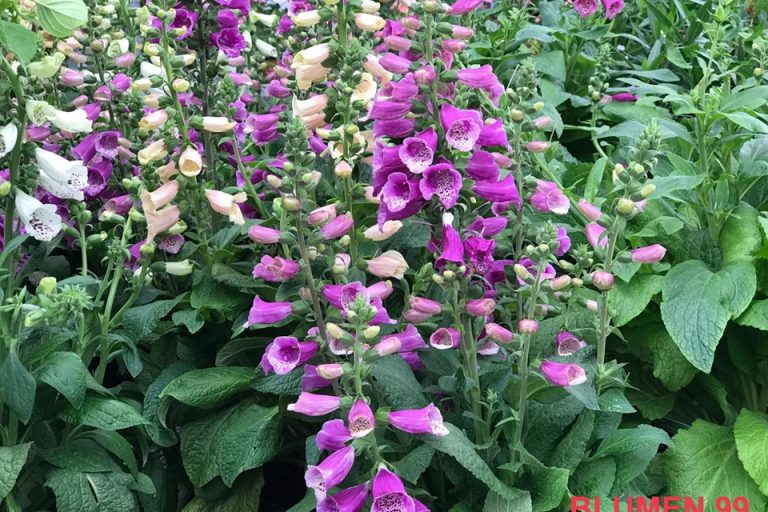 Pflanzen für Bienen