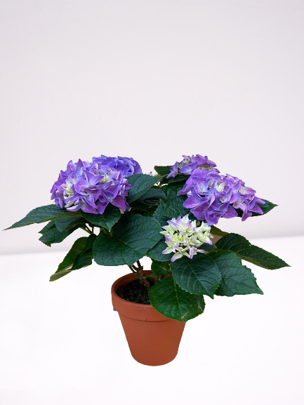 161631142_818403305724999_3177888945776321985_n-removebg-preview