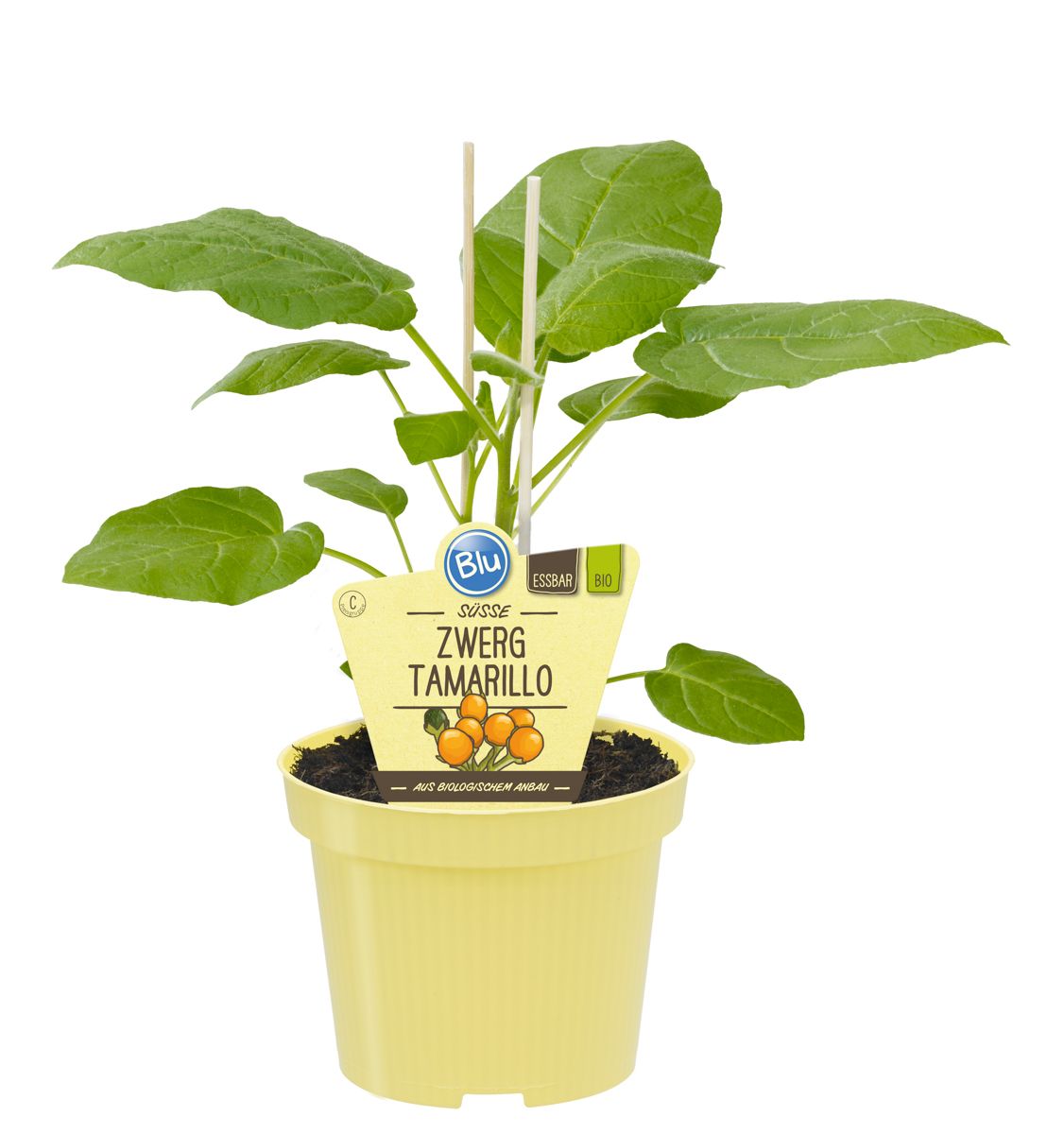 01-solanum-abutiloides-183007-kopie_origin_img