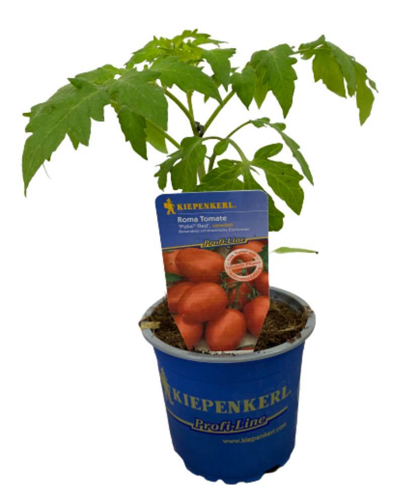 172276919_981663252578207_4013968168344416391_n