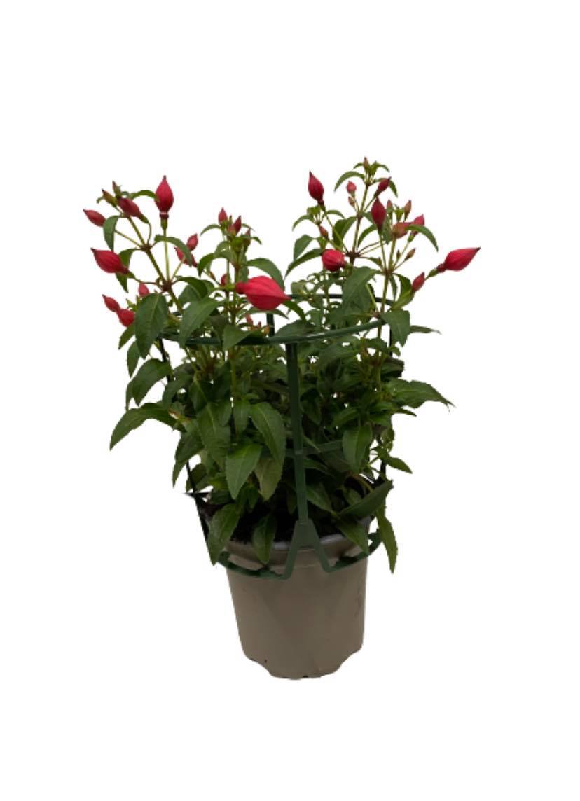 176895982_1136947173452077_7119327178358508979_n