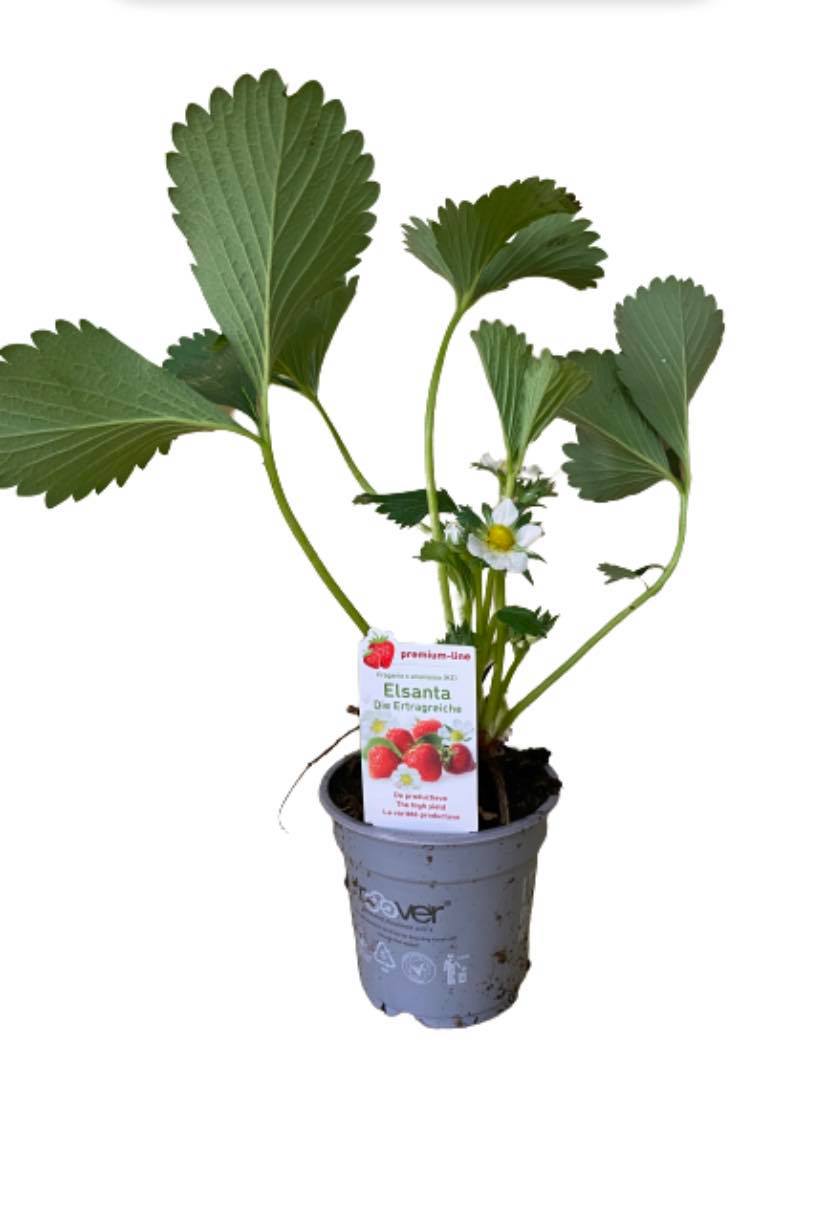 180213550_816308218993760_137447033032993642_n