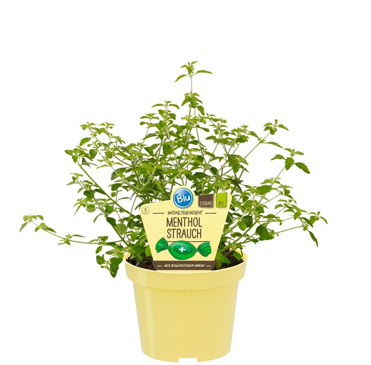 209_058cbaf8e0da72_600x600@2x