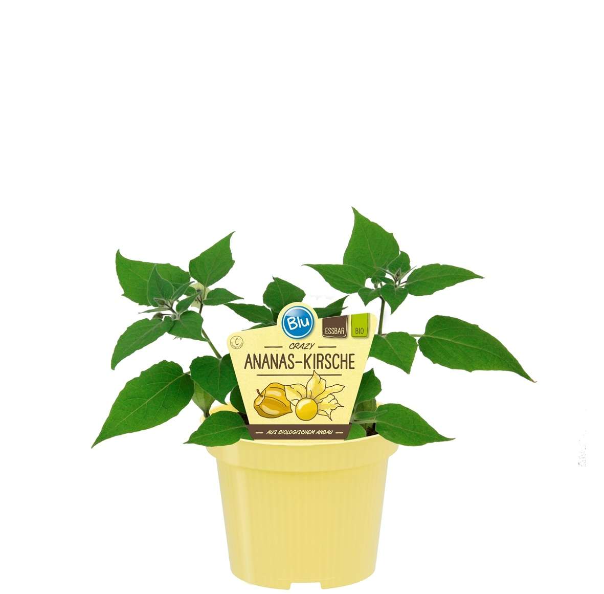 216_058cbaf8eb4631_600x600@2x