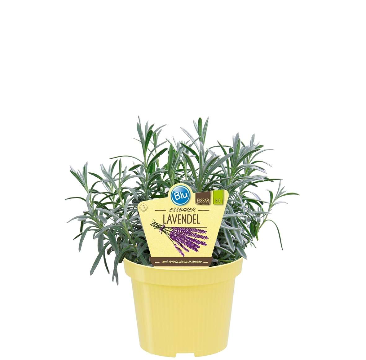 242_058cbaf93c72d9_600x600@2x