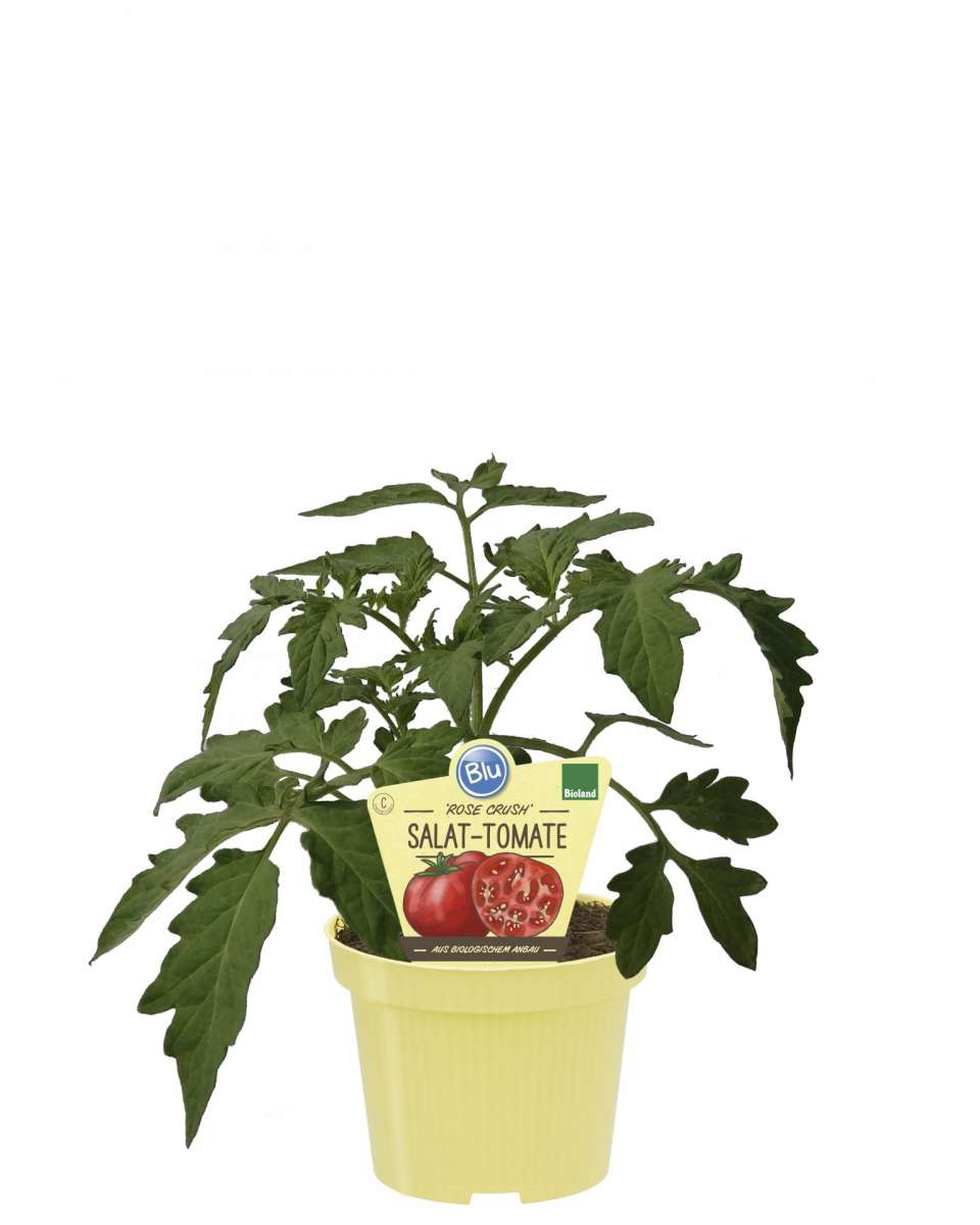 BLU_Salat-Tomate_600x600@2x
