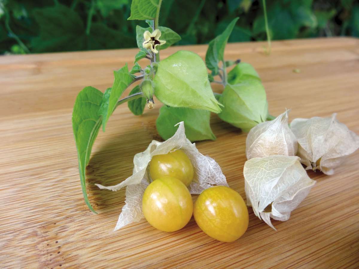 Blu-Ananas-Kirsche5a258f9c1e61d_600x600@2x