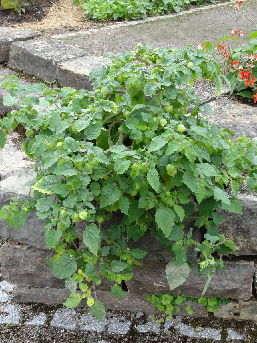 Blu-Ananas-Kirsche_25a258fb6aefc8_600x600@2x