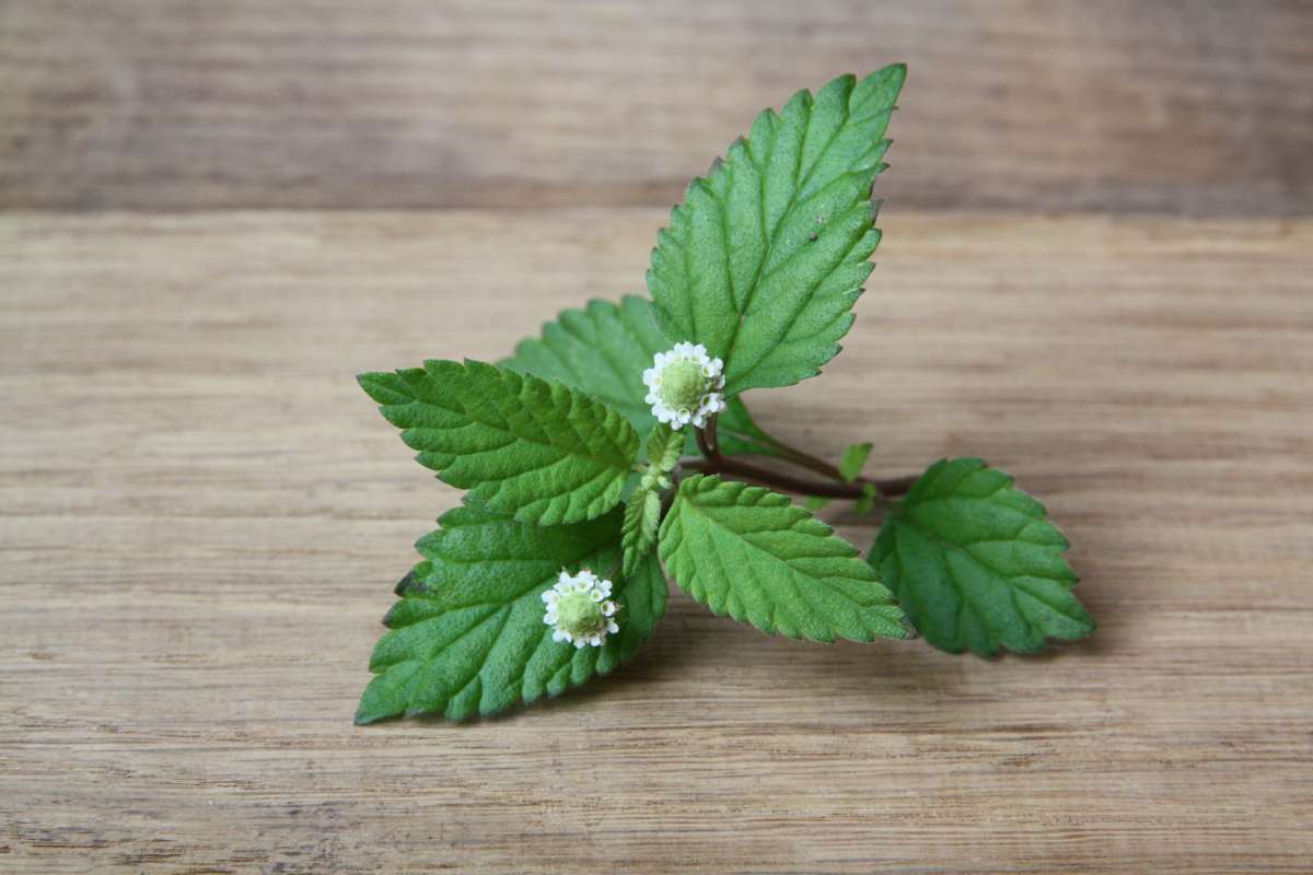 Blu-Aztekisches-S-sskraut_0575_600x600@2x