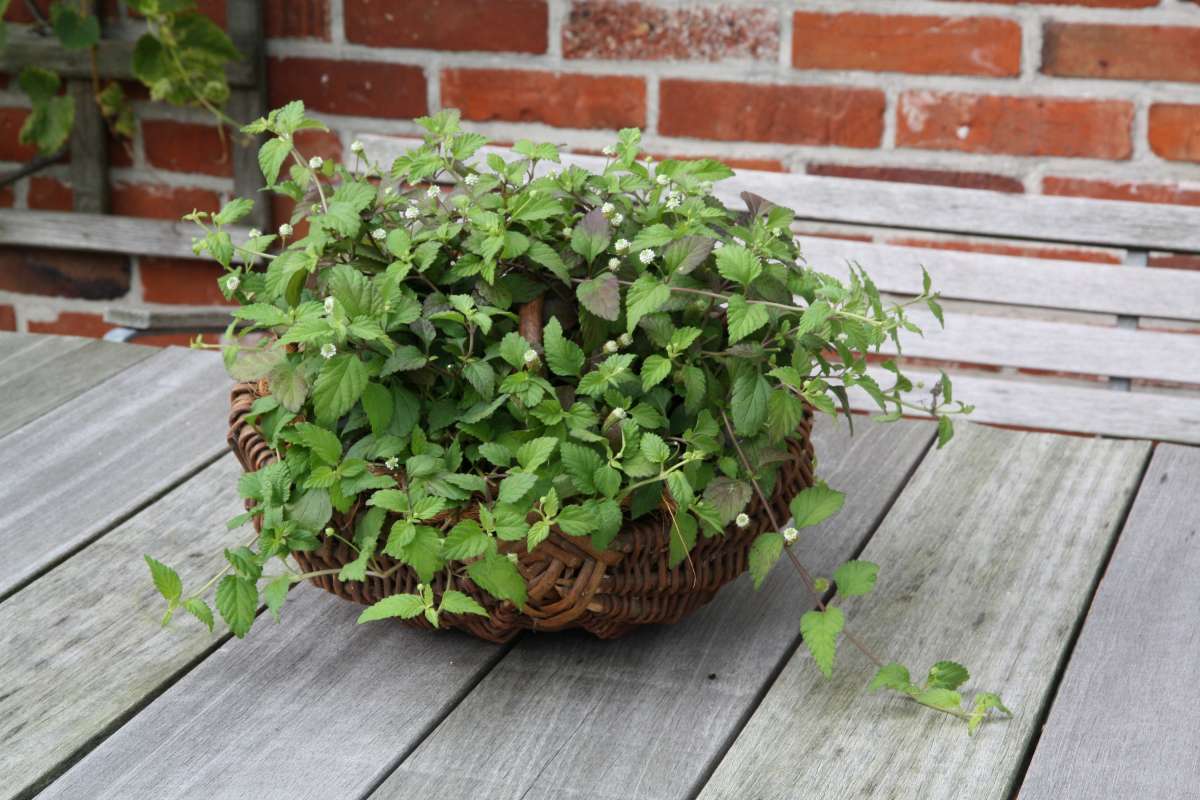 Blu-Aztekisches-S-sskraut_9340_600x600@2x