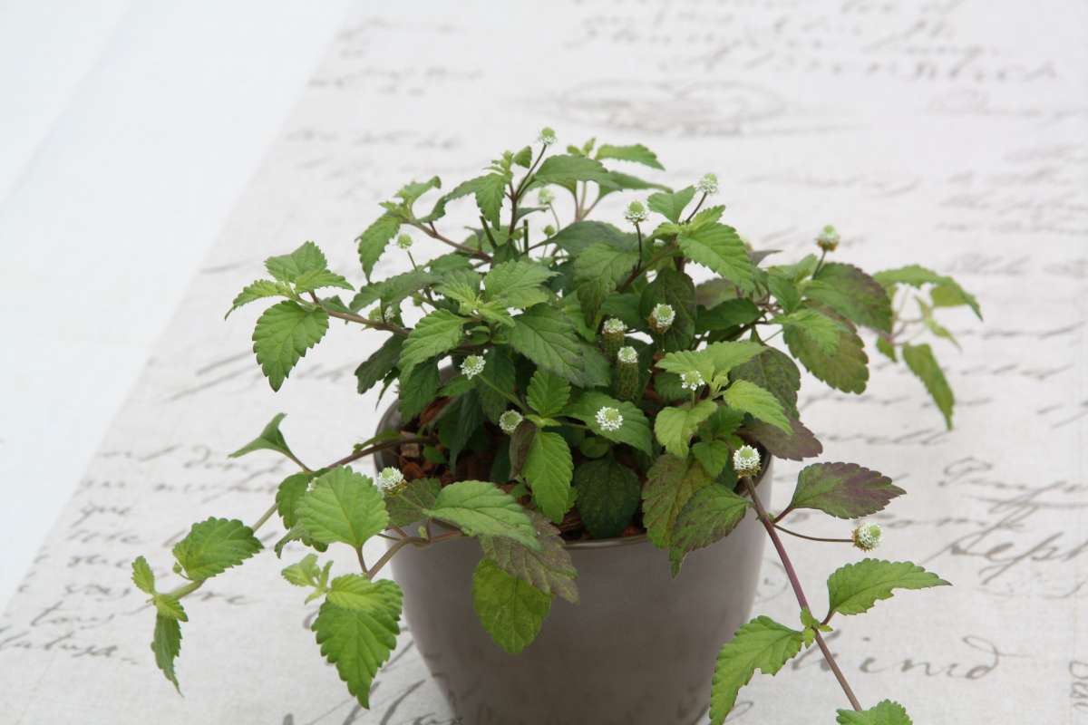 Blu-Aztekisches-S-sskraut_9655_600x600@2x