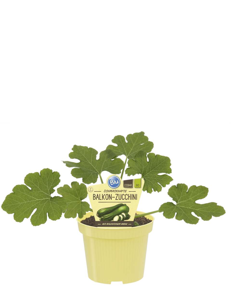 Blu-Balkon-Zucchini-klein_600x600@2x