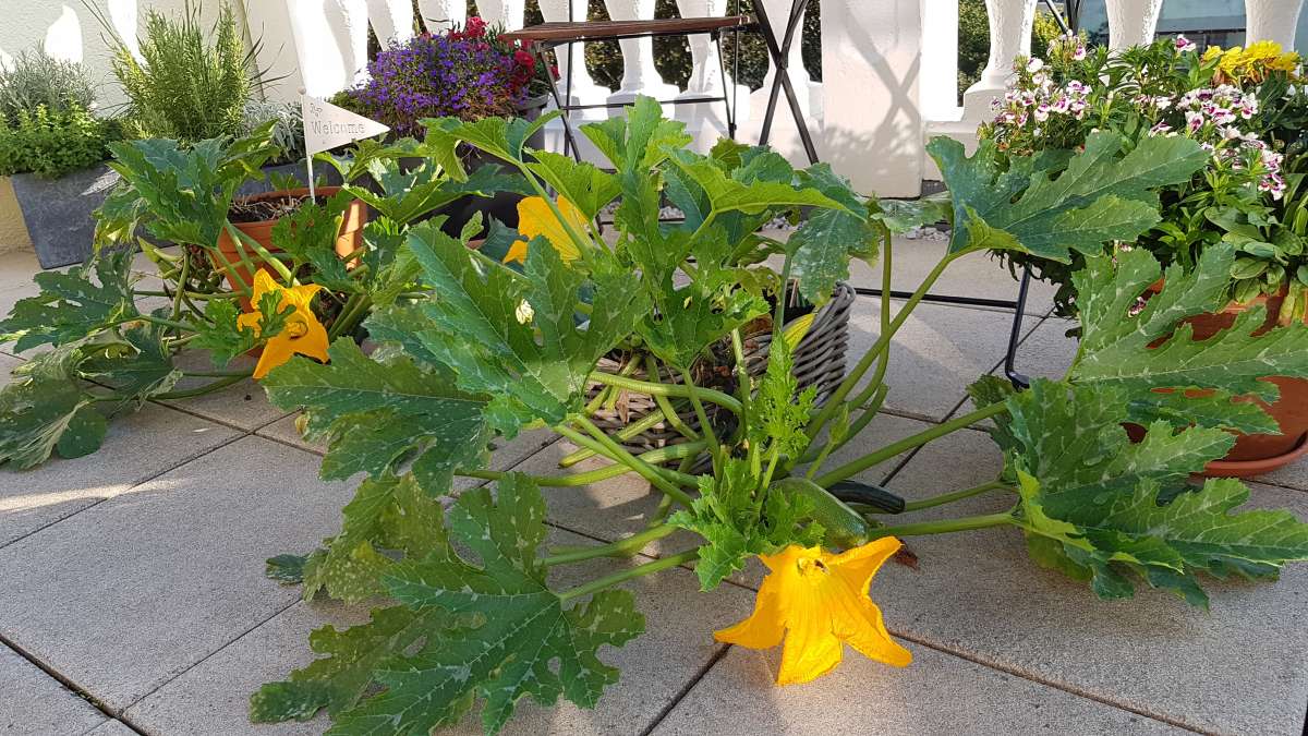 Blu-Balkon-Zucchini_082754_600x600@2x