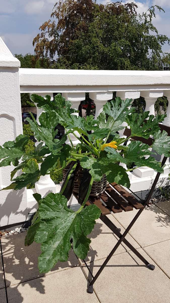 Blu-Balkon-Zucchini_135112_600x600@2x