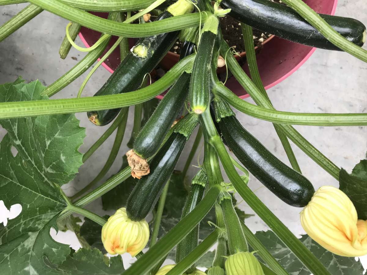 Blu-Balkon-Zucchini_4088_600x600@2x