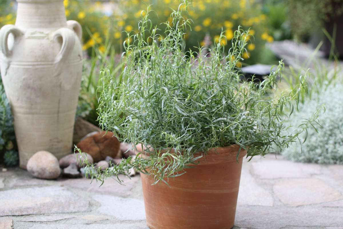 Blu-Estragon_2010_1_600x600@2x