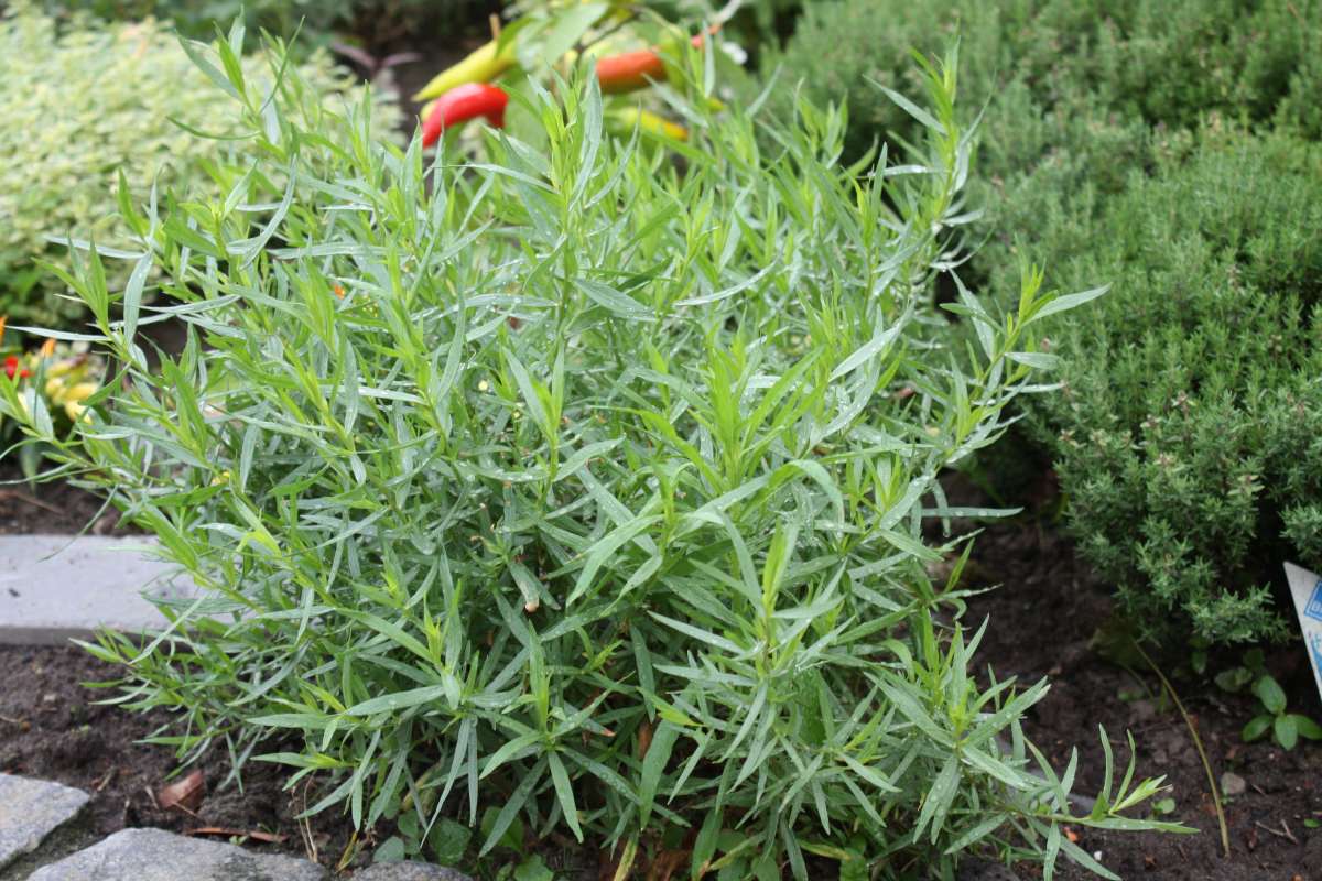 Blu-Estragon_Garten_600x600@2x