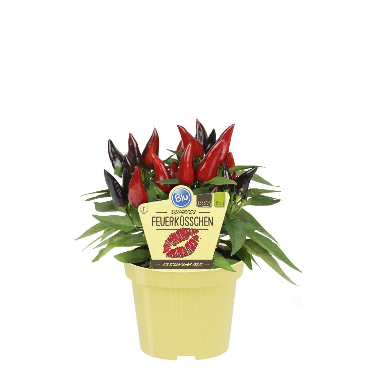 Blu-Feuerk-sschen-2018-klein5a29ac1850f31_600x600@2x