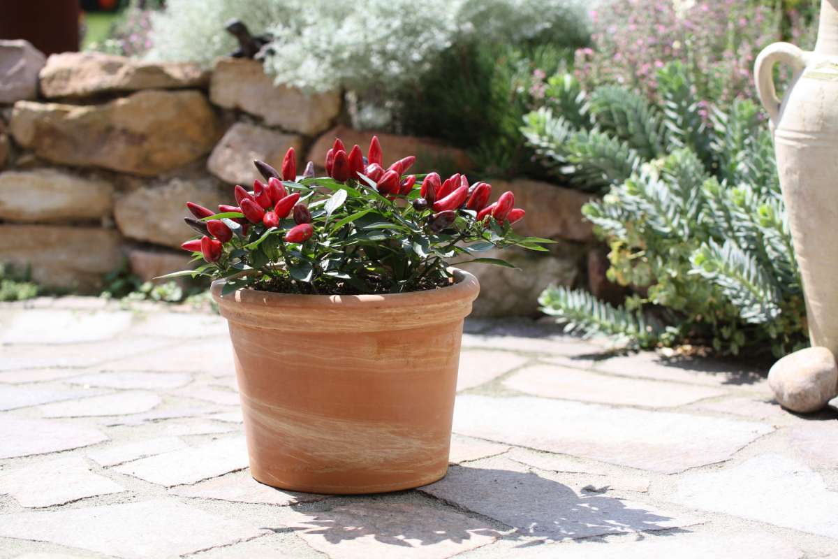 Blu-Feuerk-sschen_0-1_600x600@2x