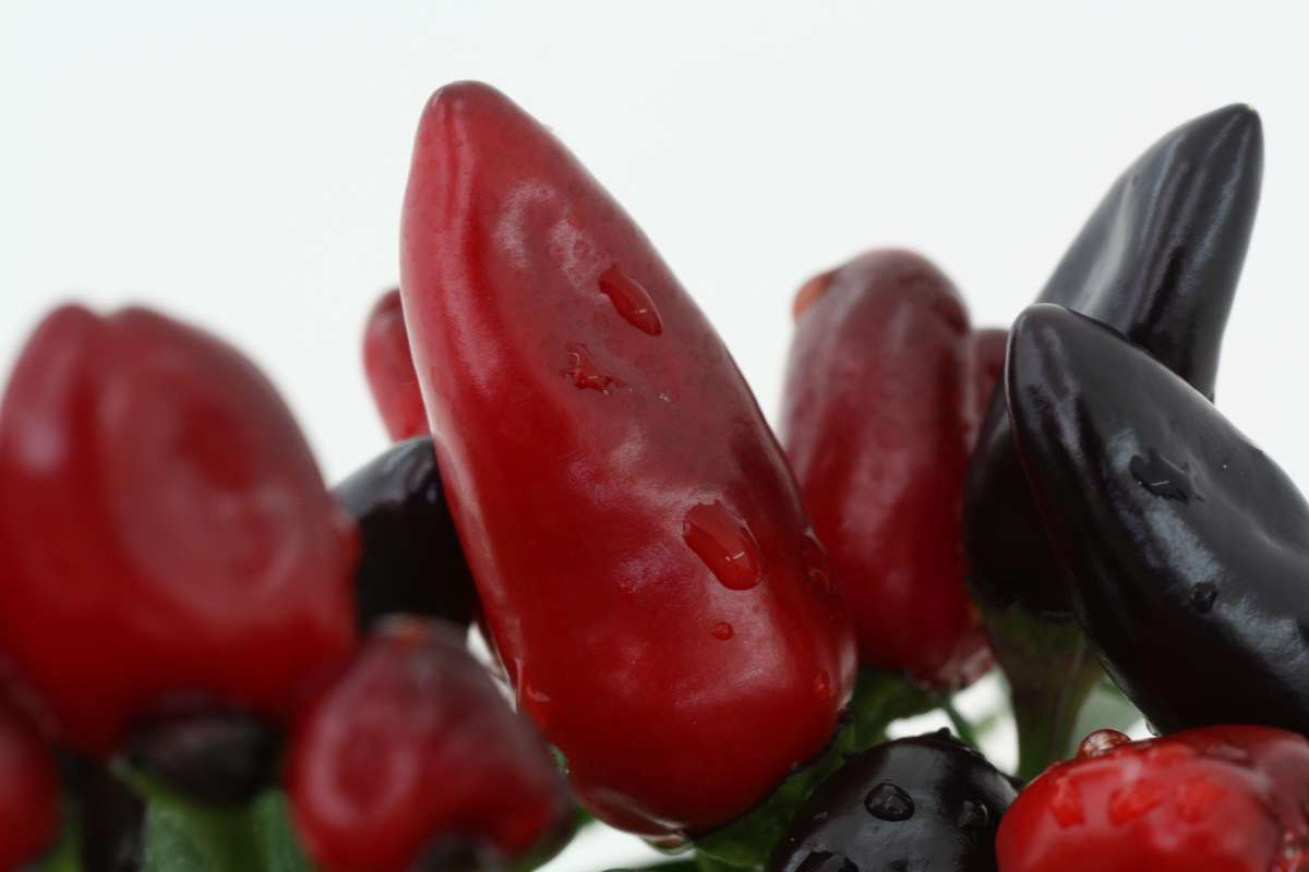 Blu-Feuerk-sschen_2010_8-1_600x600@2x