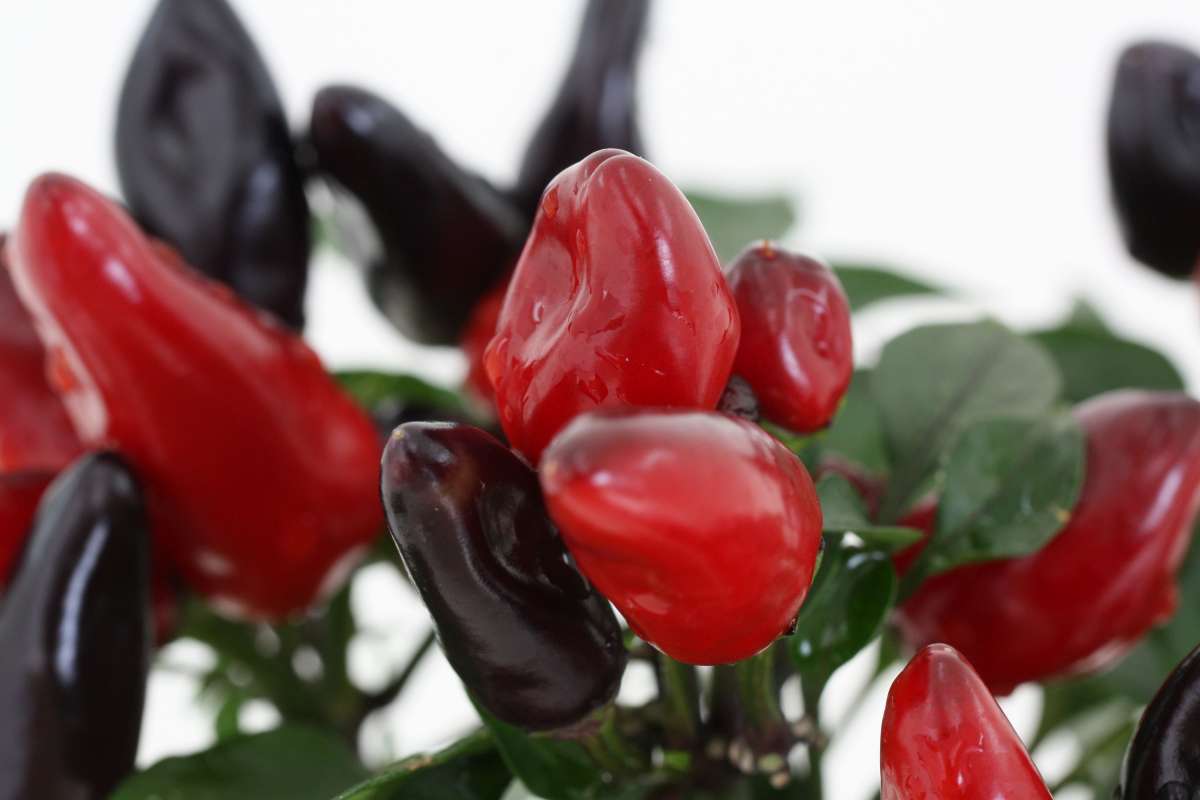 Blu-Feuerk-sschen_2010_9_600x600@2x