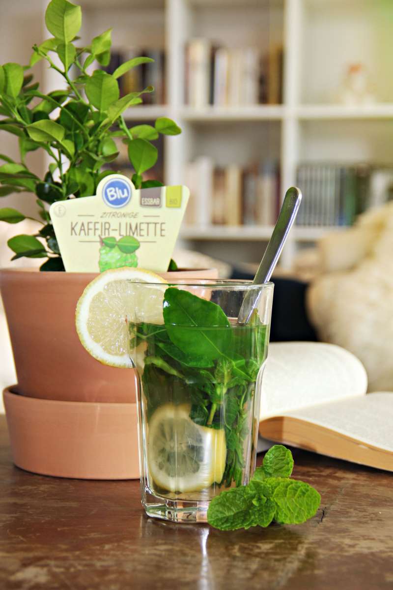 Blu-Kaffir-Minztee_BLOG_600x600@2x