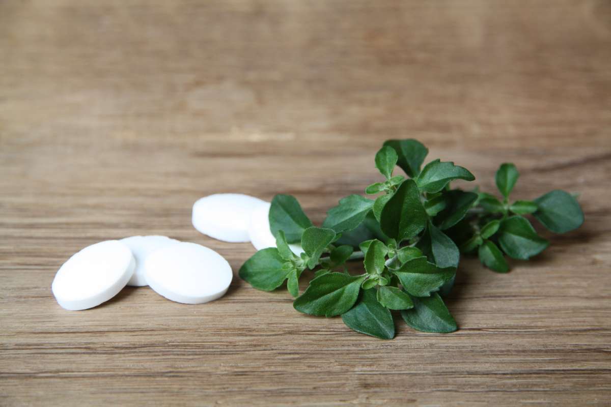 Blu-Mentholstrauch_0406_600x600@2x