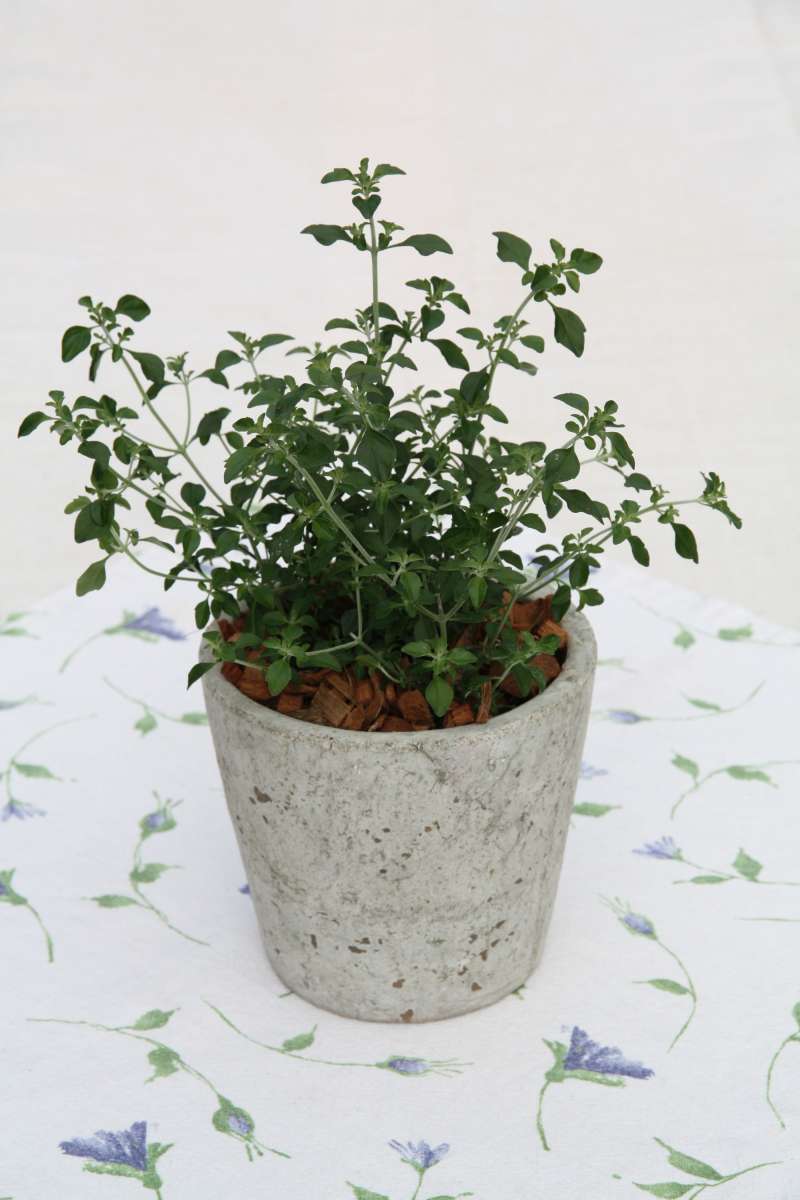 Blu-Mentholstrauch_9694_600x600@2x