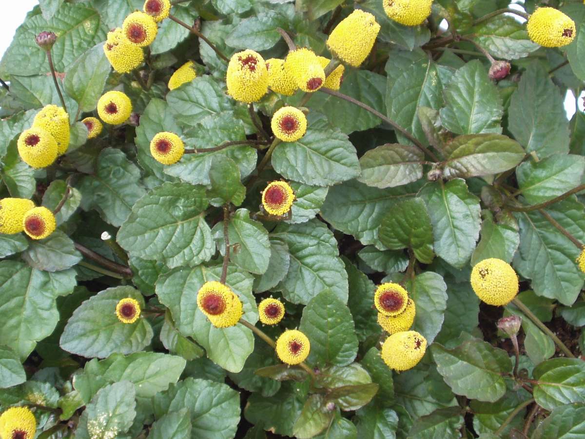 Blu-Prickelkn-pfe_2_600x600@2x