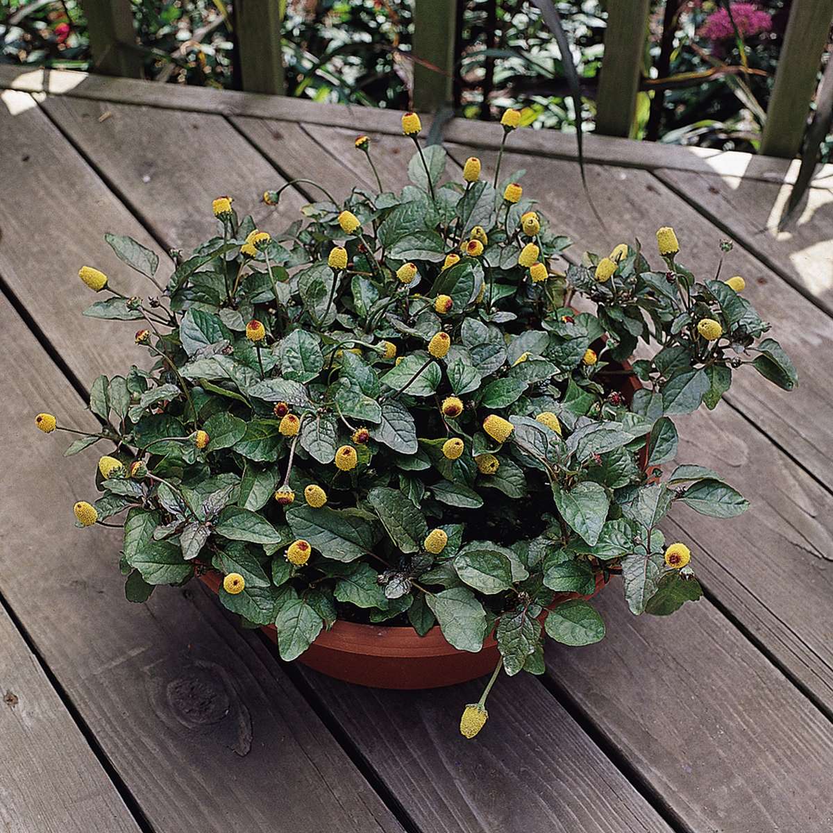 Blu-Prickelkn-pfe_Garten-Schale_600x600@2x