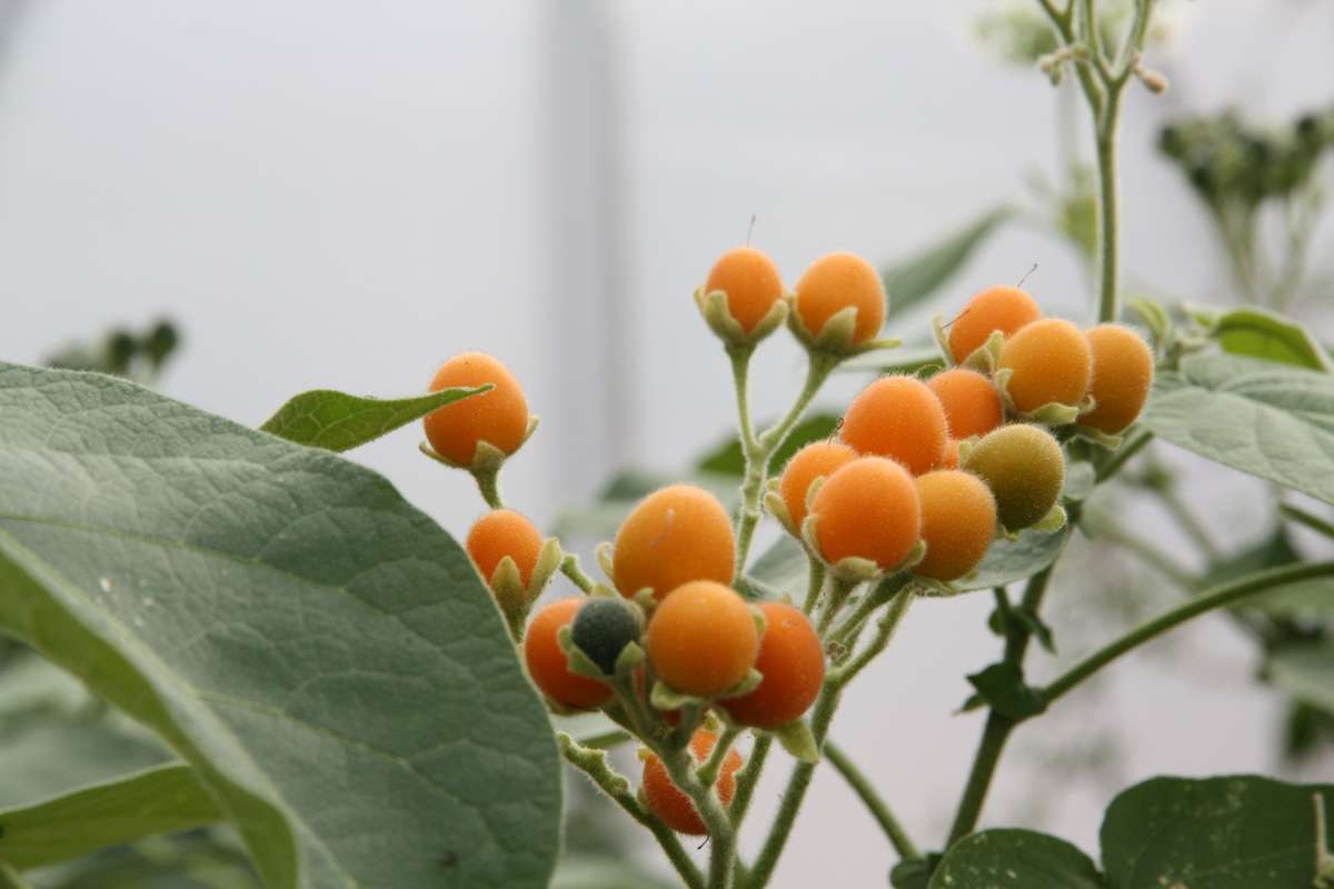 Blu-Zwerg-Tamarillo_2_600x600@2x