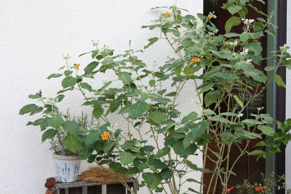 Blu-Zwerg-Tamarillo_6924_600x600@2x