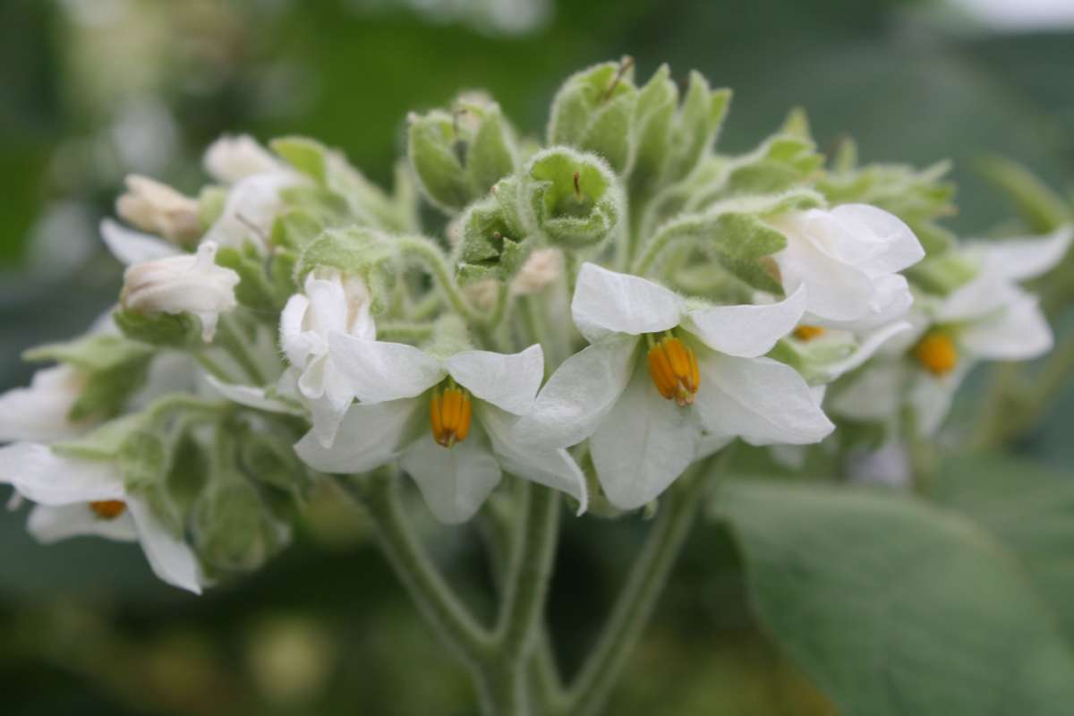 Blu-Zwerg-Tamarillo_9825_600x600@2x