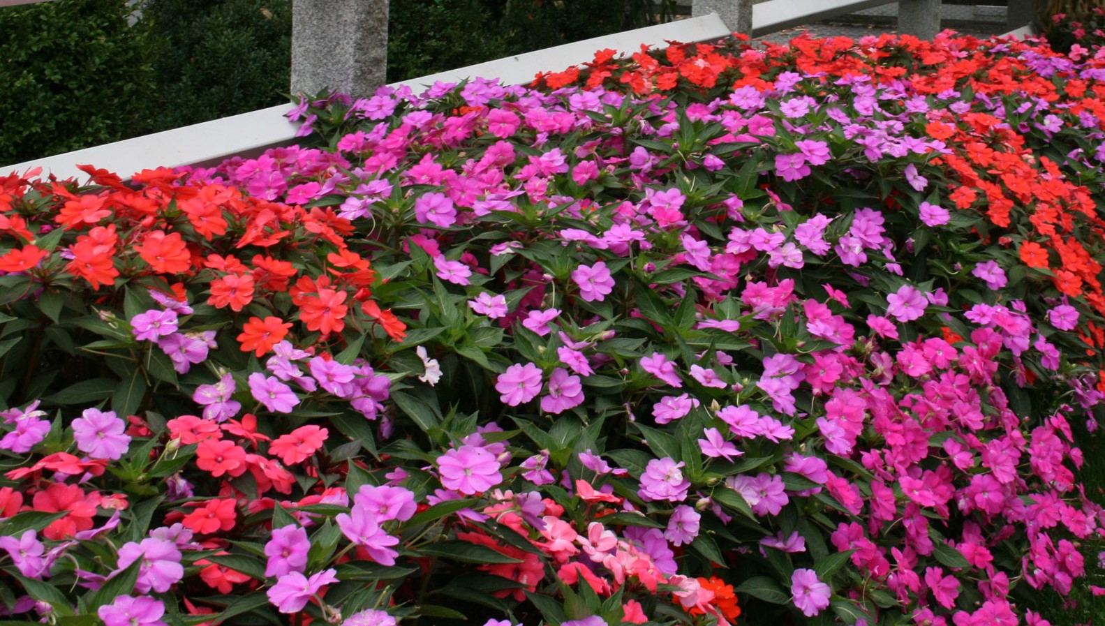 impatiens