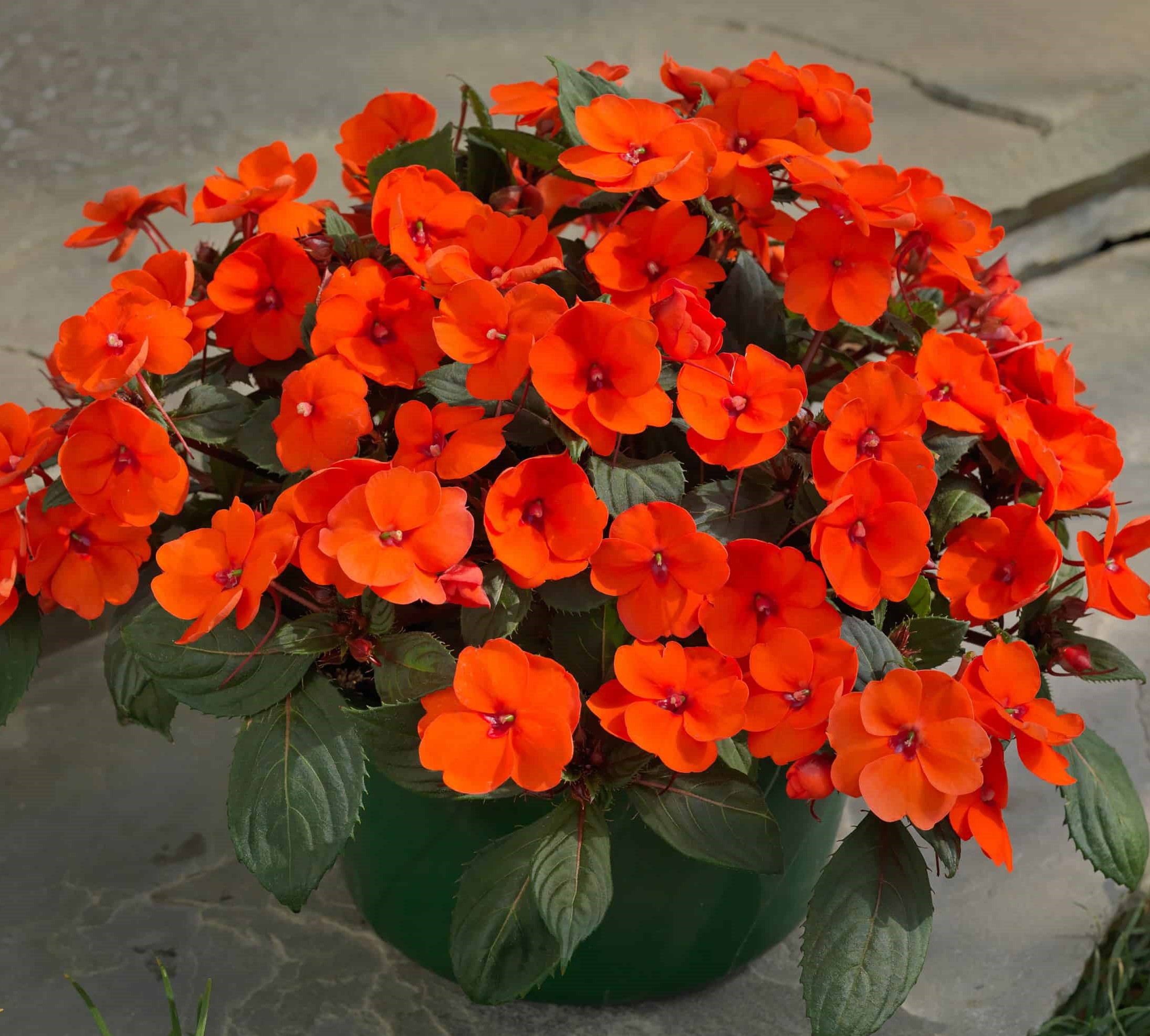 impatiens-sunpatiens-compact-hot-coral-container-24191-2
